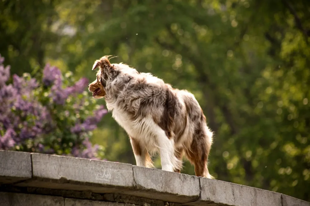 Australian Shepherd Allergies: What to Watch For