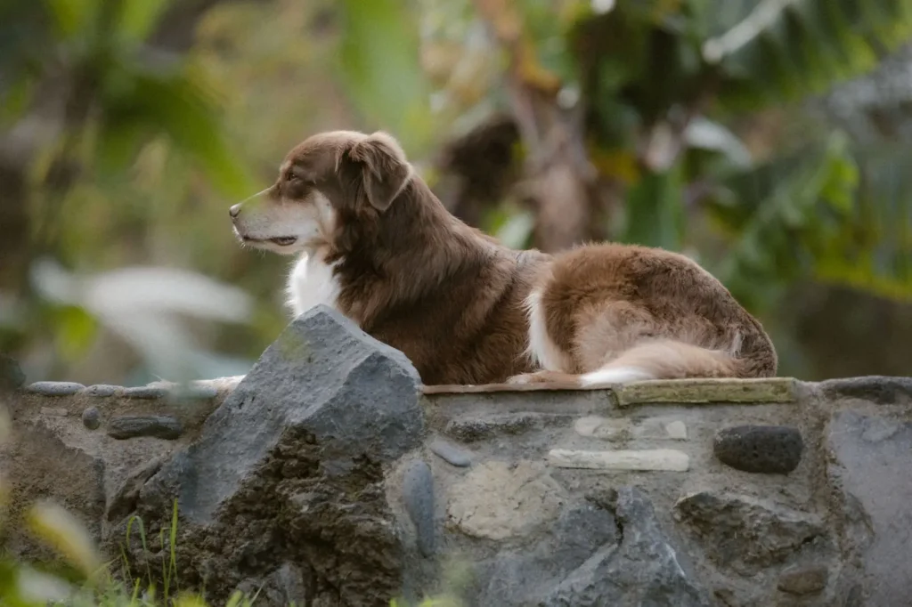 Living with an Australian Shepherd and a Cat
