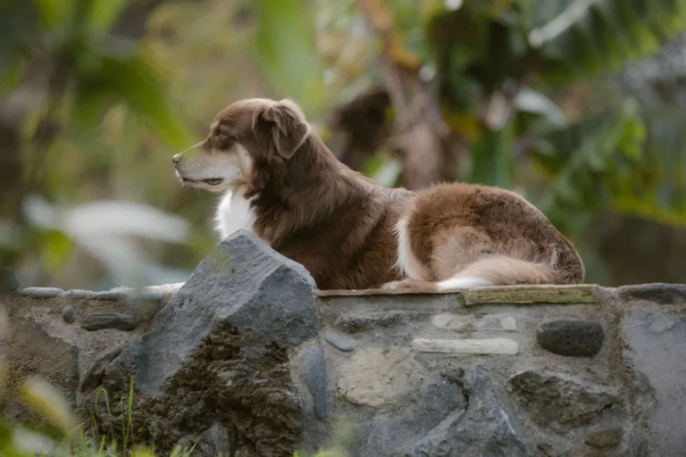 Living with an Australian Shepherd and a Cat