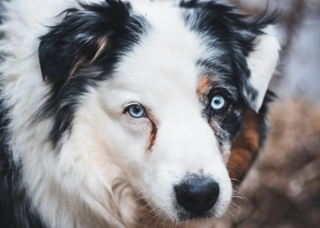 Double Merle Australian Shepherds: Health Realities