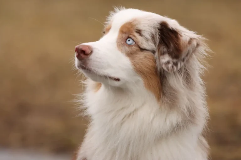 Australian Shepherds and Obedience Sports