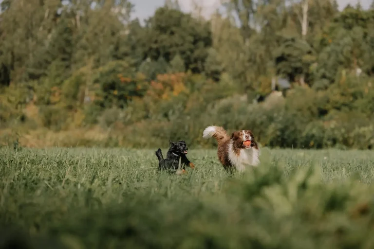 Managing an Overexcited Australian Shepherd