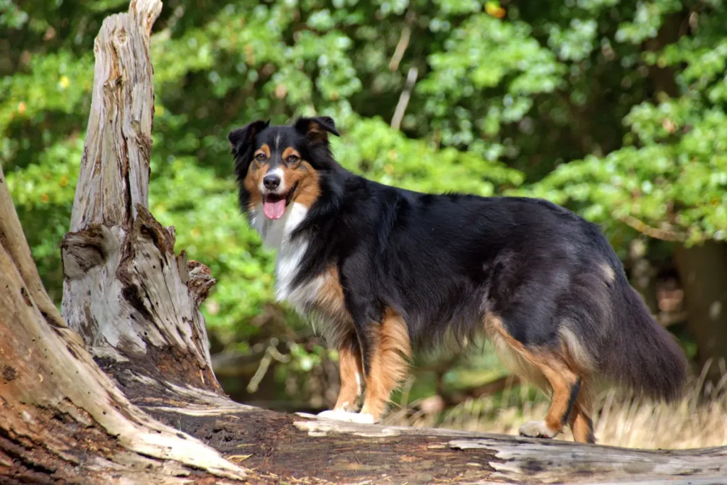 Sun Safety for Australian Shepherds in Australia