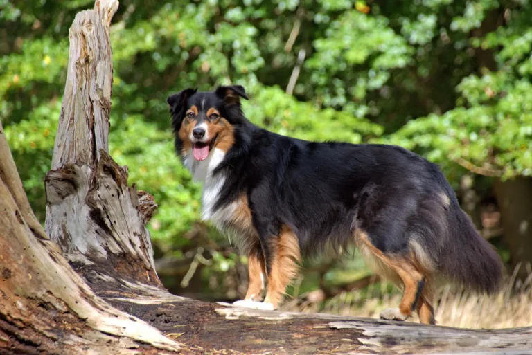 Sun Safety for Australian Shepherds in Australia