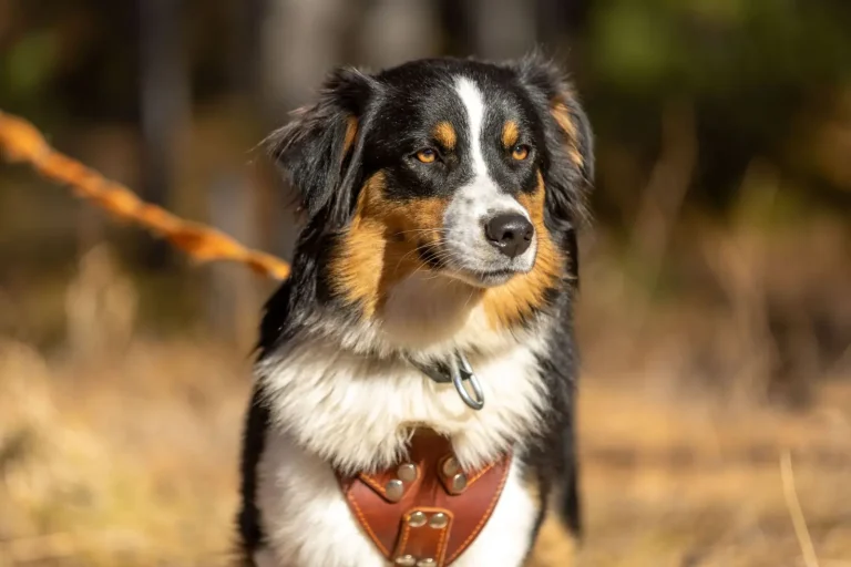 Teaching Australian Shepherds: What Actually Works