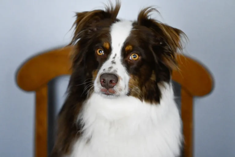 Australian Shepherd Ear Care: What Actually Matters