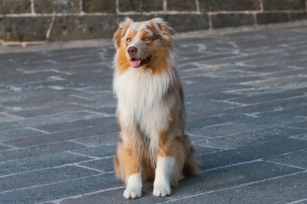 Running with an Australian Shepherd: What Actually Works