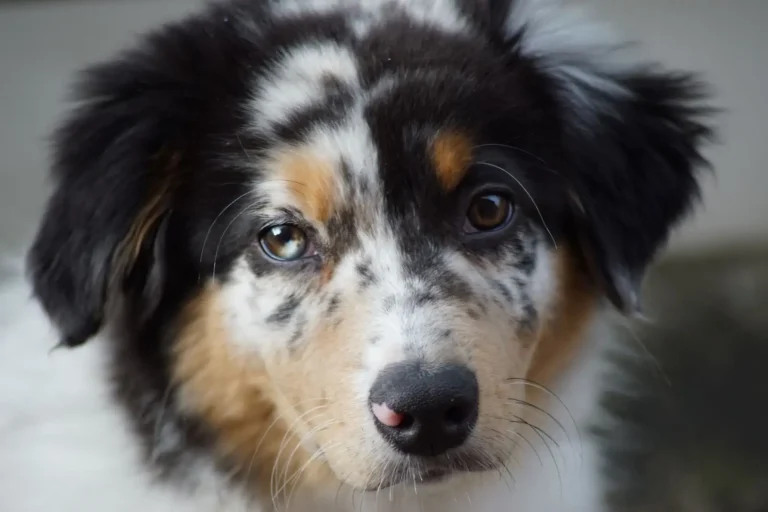 Australian Shepherd Puppy Teething: What to Expect Australian Shepherd Puppy Teething: What to Expect