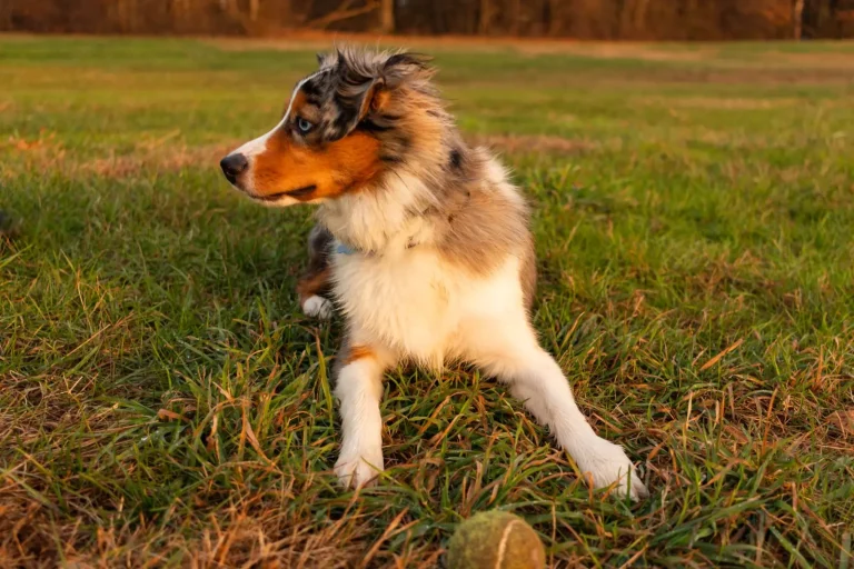 Managing Australian Shepherd Puppy Biting: What Actually Works