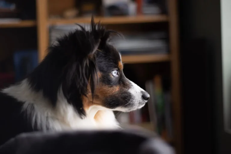 Thyroid Disease in Australian Shepherds