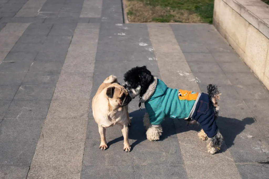 Introducing Australian Shepherd Puppies to Other Dogs