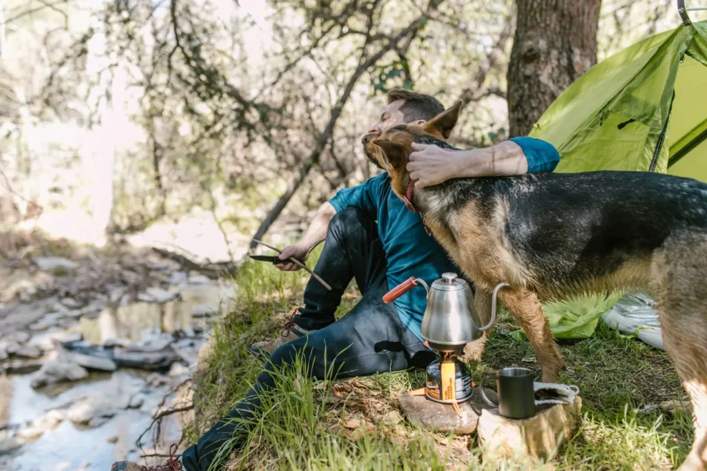 Australian Shepherds Camping in Australia: Real Conditions