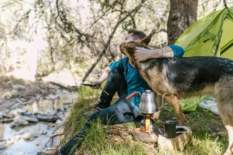 Australian Shepherds Camping in Australia: Real Conditions