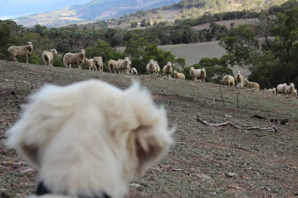 Why Australian Shepherds Need an Off Switch