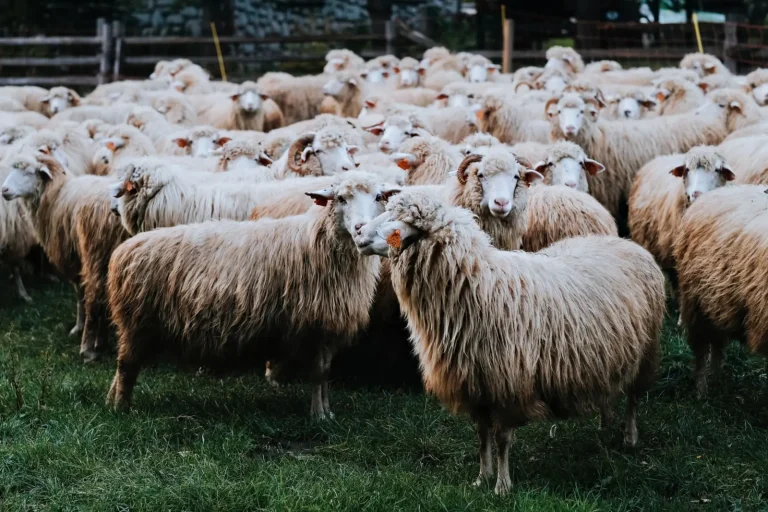 Herding Work for Australian Shepherds: What Actually Works Herding Work for Australian Shepherds: What Actually Works