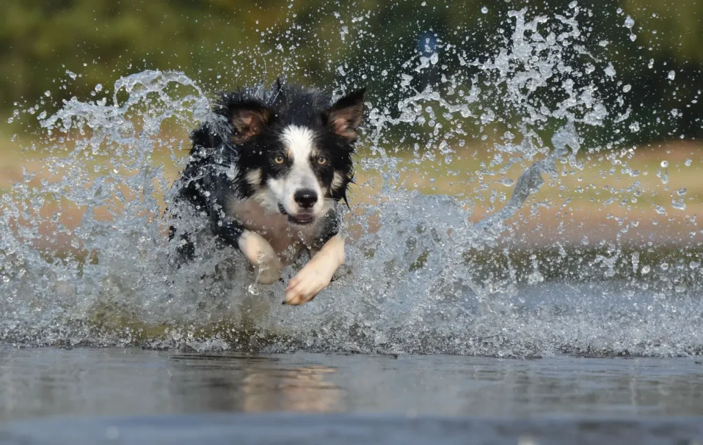 Spotting Mobility Changes in Australian Shepherds