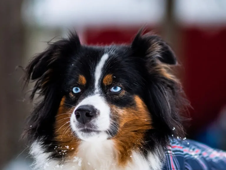 Storm Safety for Australian Shepherds in Australia