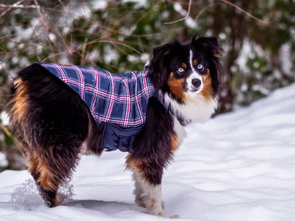 Red Australian Shepherd Coat Patterns and Color Genetics