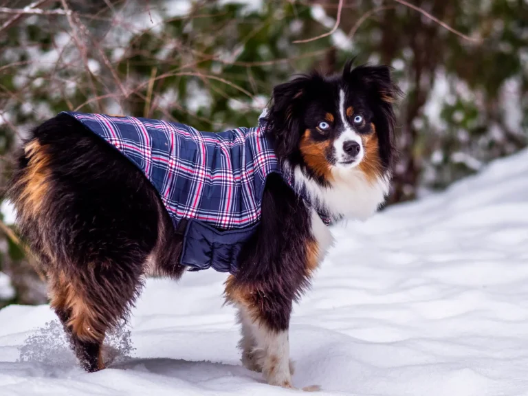 Red Australian Shepherd Coat Patterns and Color Genetics