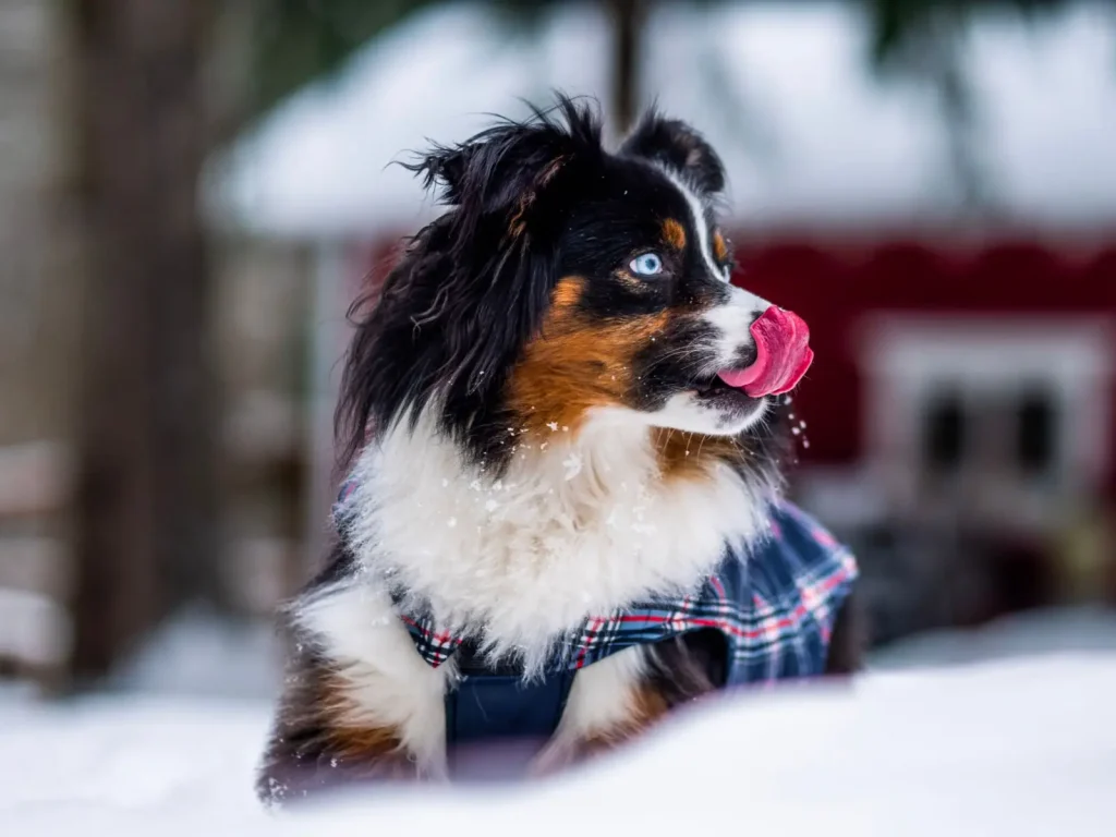 Snuffle Mats for Australian Shepherds
