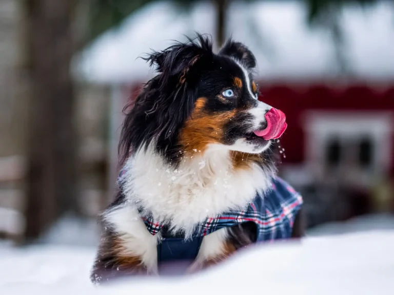 Snuffle Mats for Australian Shepherds Snuffle Mats for Australian Shepherds