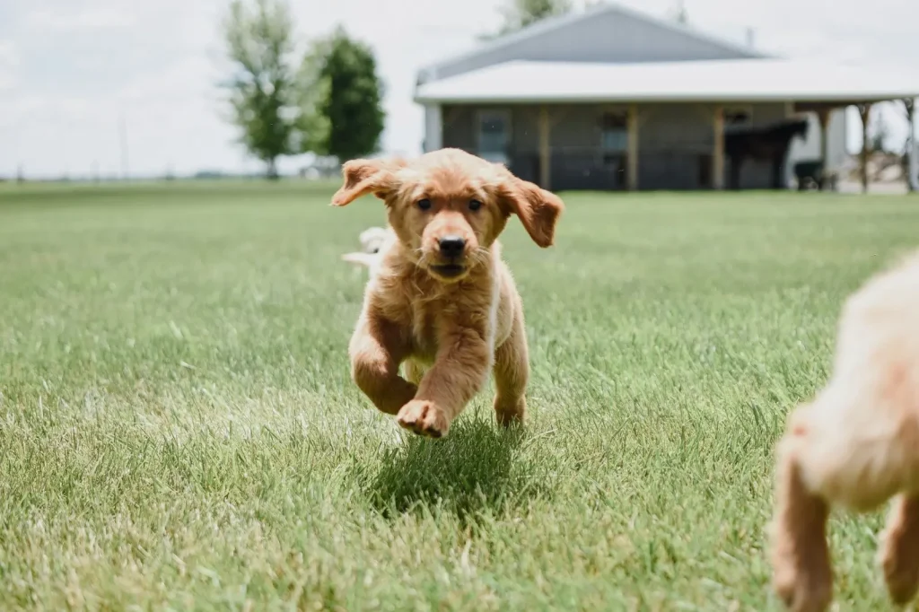 Exercise and Joint Health in Australian Shepherd Puppies