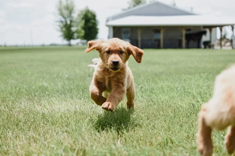 Exercise and Joint Health in Australian Shepherd Puppies Exercise and Joint Health in Australian Shepherd Puppies