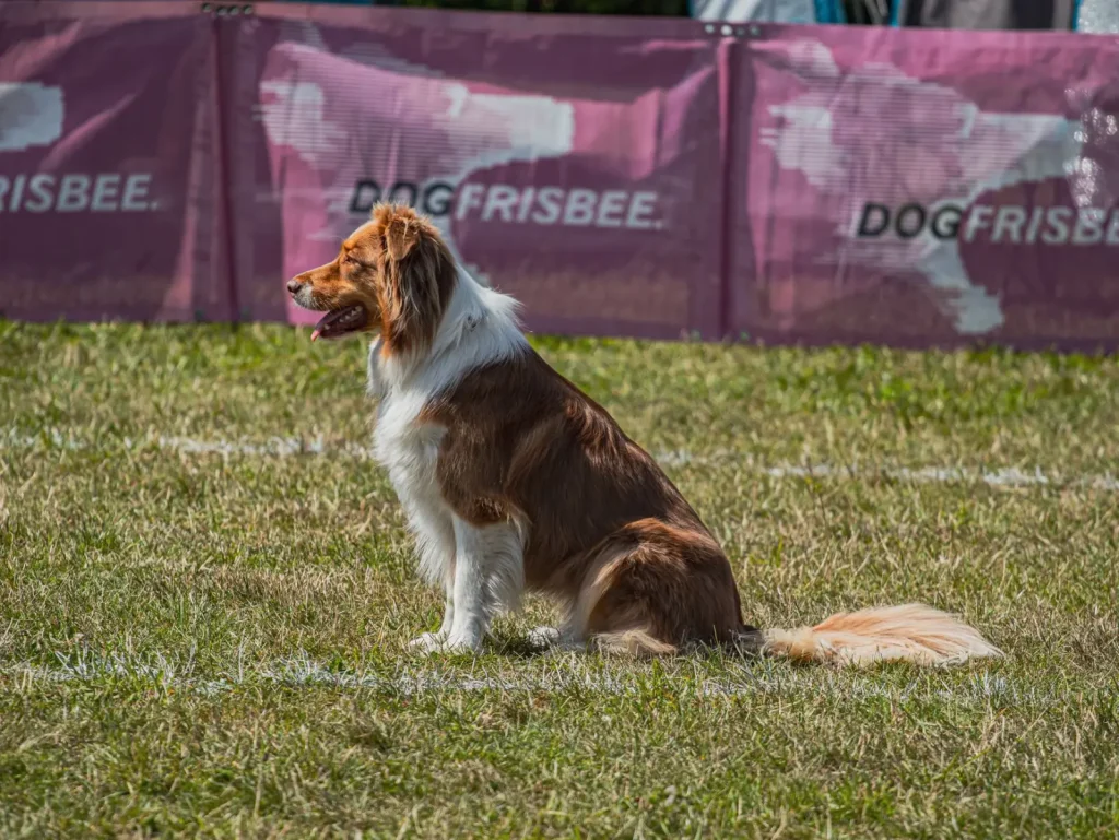 Living with an Australian Shepherd: The Reality Beyond the Breed Standard