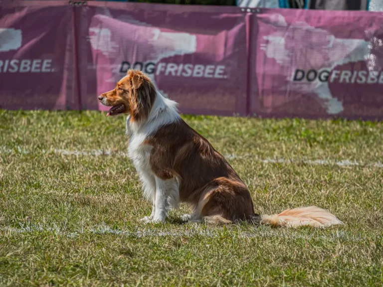 Living with an Australian Shepherd: The Reality Beyond the Breed Standard
