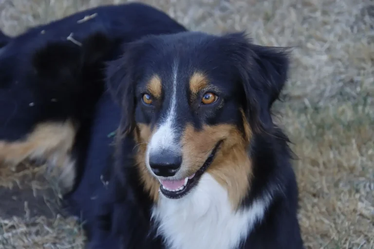 Managing an Australian Shepherd's Chase Instinct