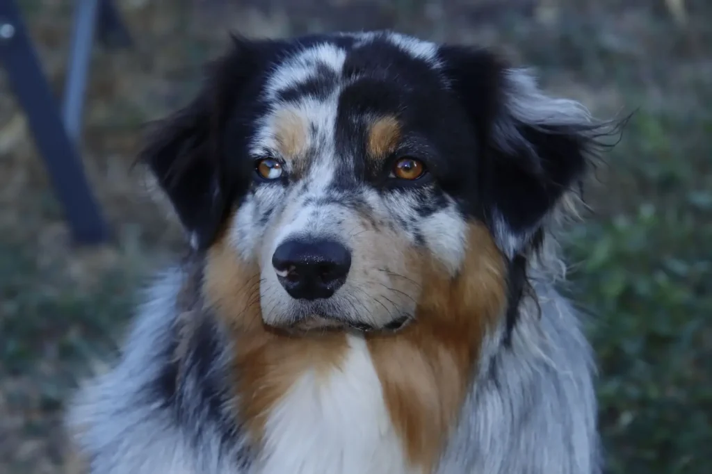 Australian Shepherds Need More Than You Might Expect