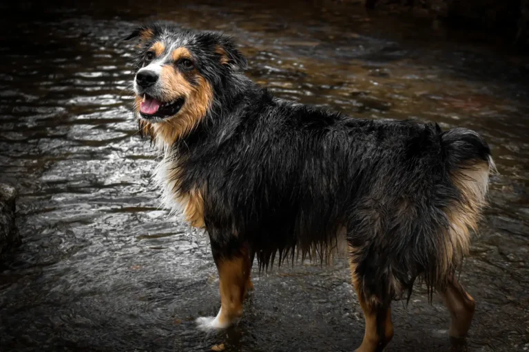 Hide and Seek Games for Australian Shepherds