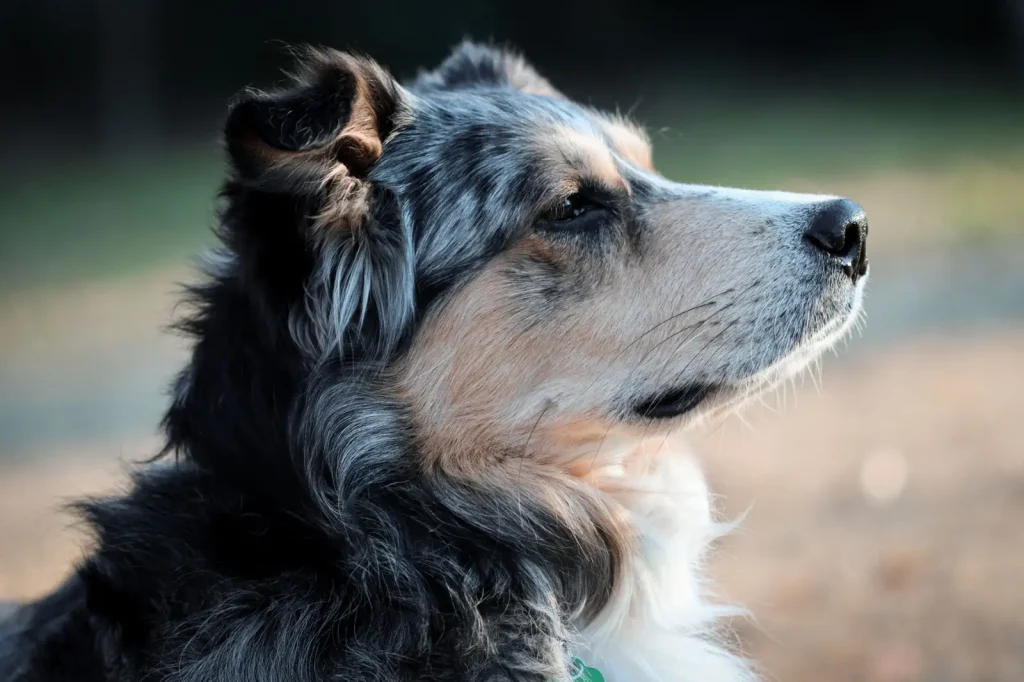 Managing Car Chasing in Australian Shepherds