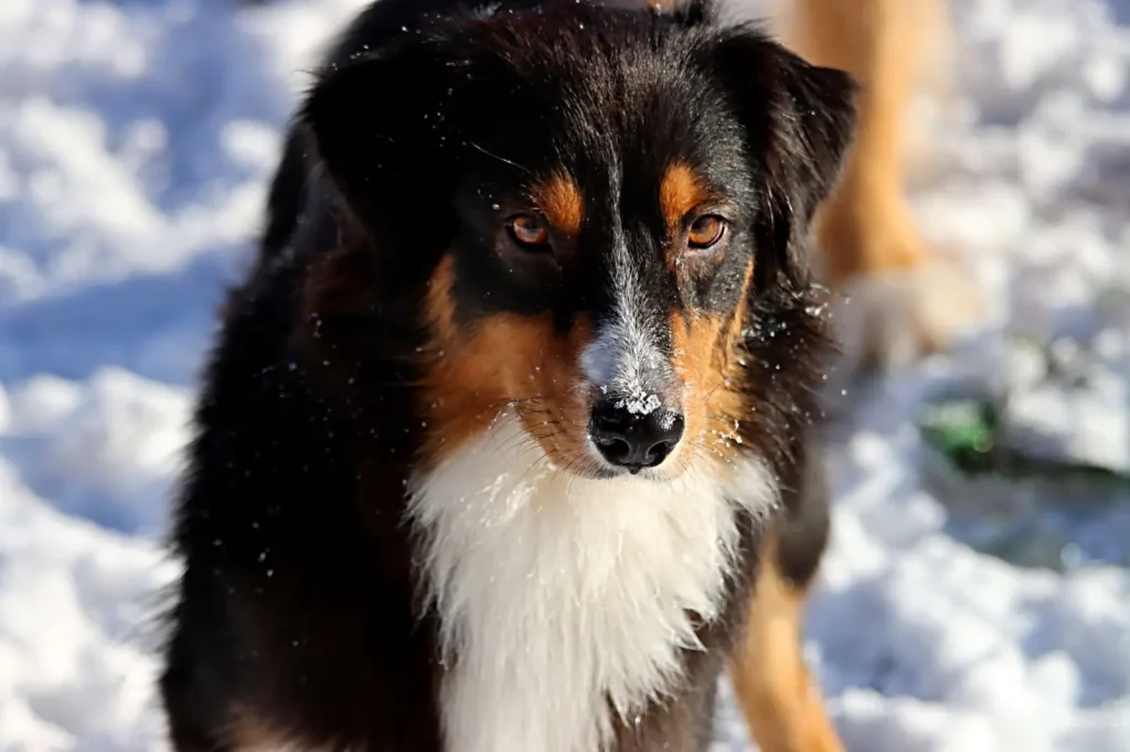 Black Australian Shepherd Coats: What the Color Really Tells You
