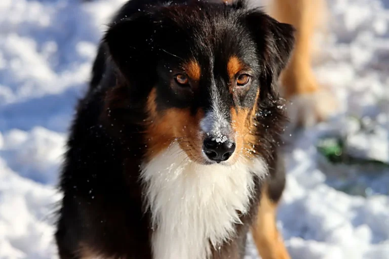 Black Australian Shepherd Coats: What the Color Really Tells You