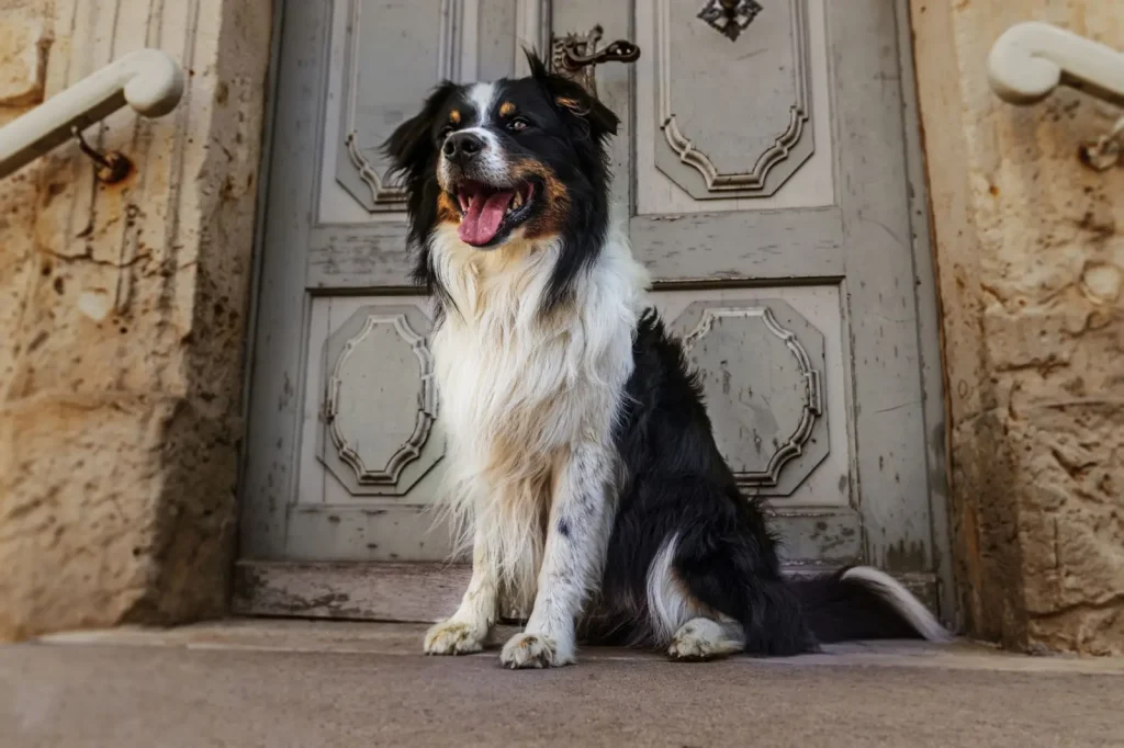 Heatstroke in Australian Shepherds: What Actually Happens