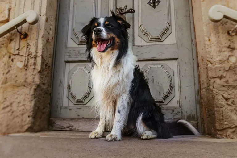 Heatstroke in Australian Shepherds: What Actually Happens Heatstroke in Australian Shepherds: What Actually Happens