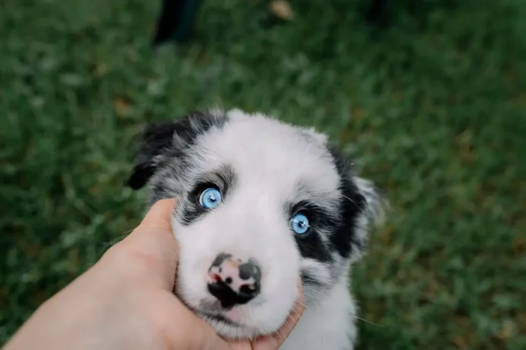 Australian Shepherd Eye Colors and What They Mean