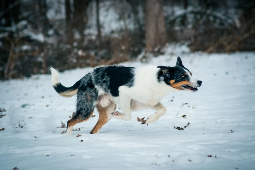 Recognizing Pain in Australian Shepherds