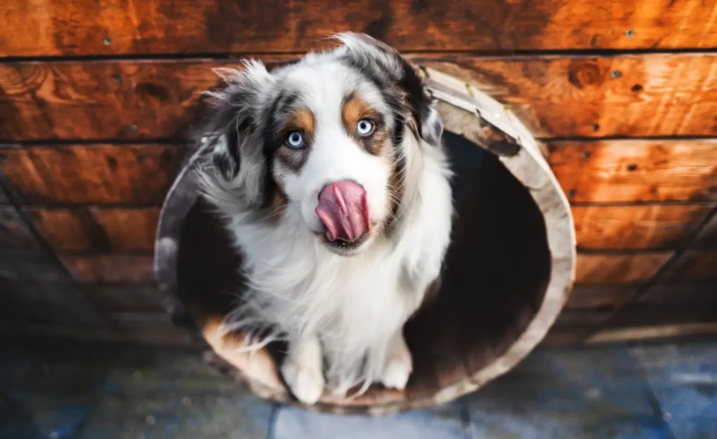 Food Enrichment for Australian Shepherds