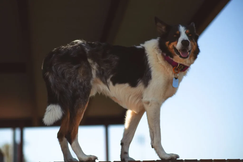 Recognizing Weight Gain in Australian Shepherds