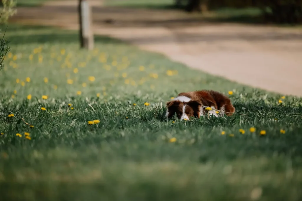 Why Your Australian Shepherd Puppy Won't Leave Your Side