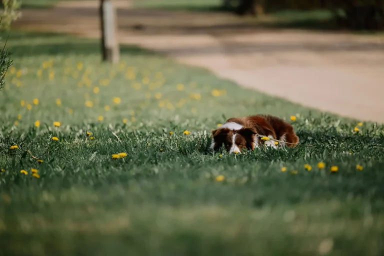 Why Your Australian Shepherd Puppy Won't Leave Your Side