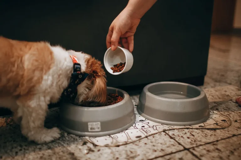Weight Gain in Australian Shepherds: What Really Drives It