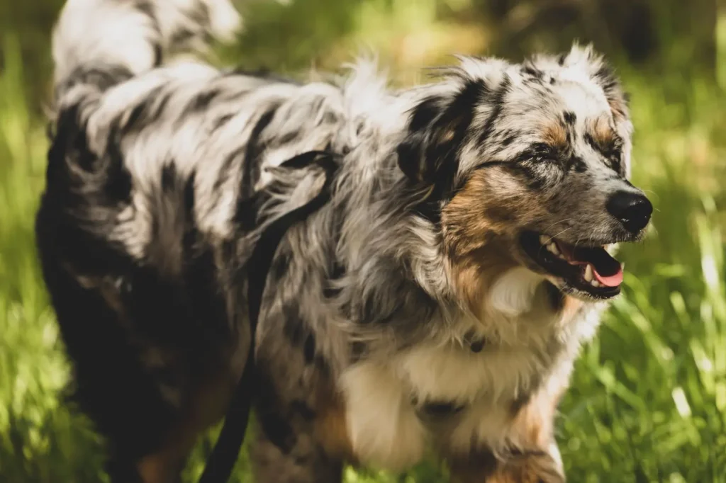 Clicker Training Australian Shepherds: What Actually Works