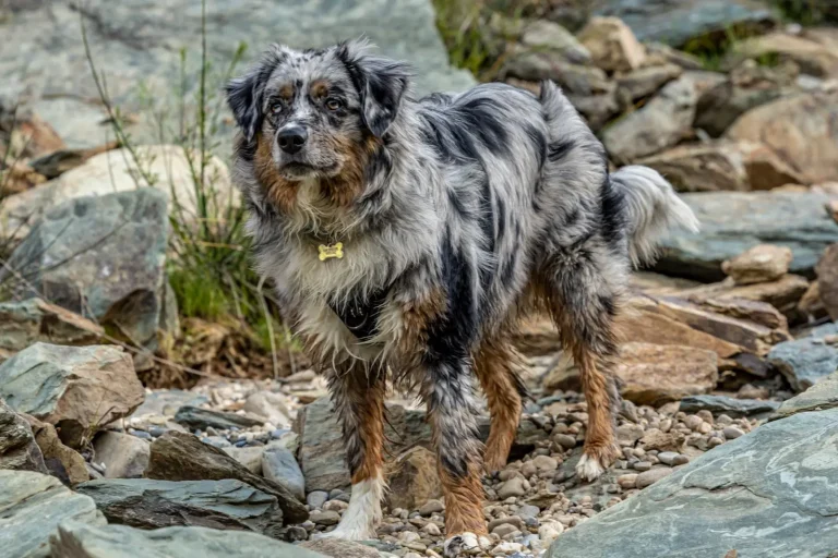 Blue Merle Australian Shepherds: Coat Color and Genetic Inheritance