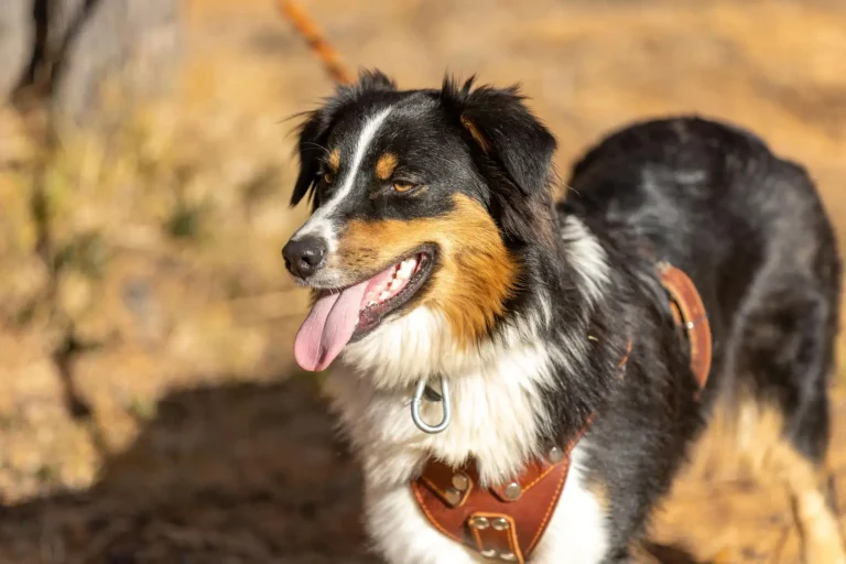 Treats That Work for Australian Shepherd Puppy Training