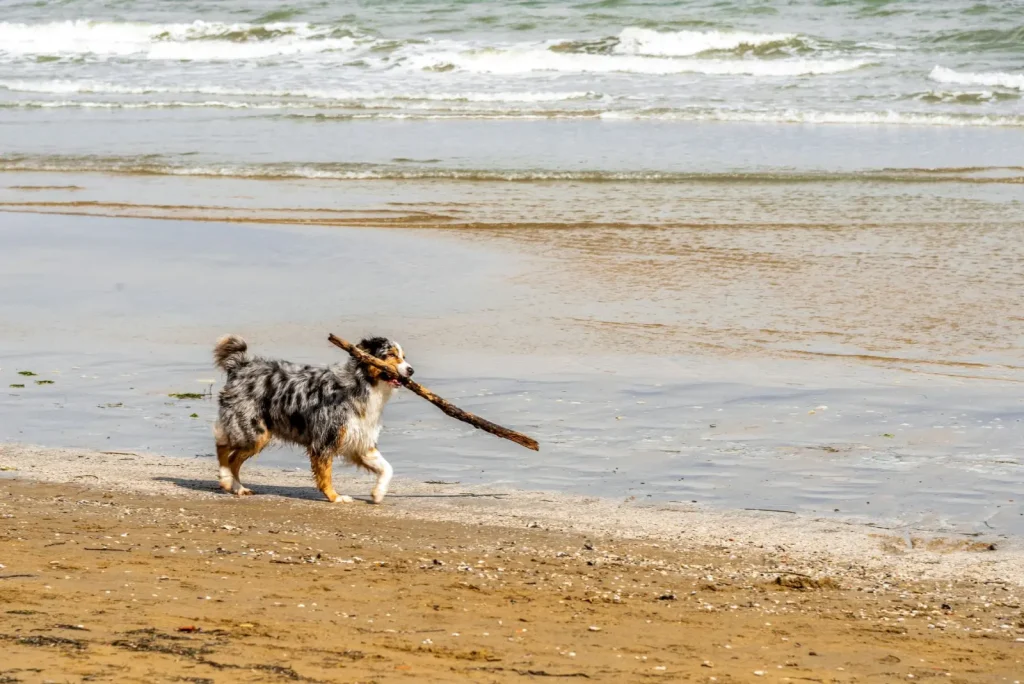 Search Games for Australian Shepherds