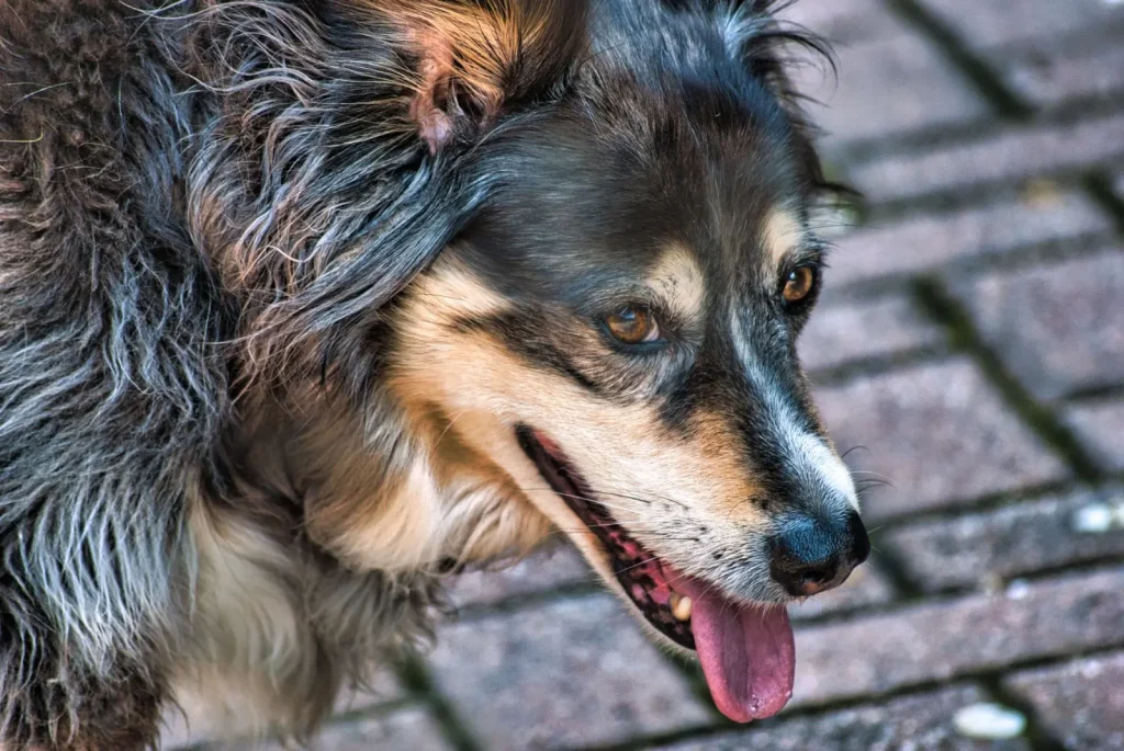 Managing Australian Shepherds in Summer Heat
