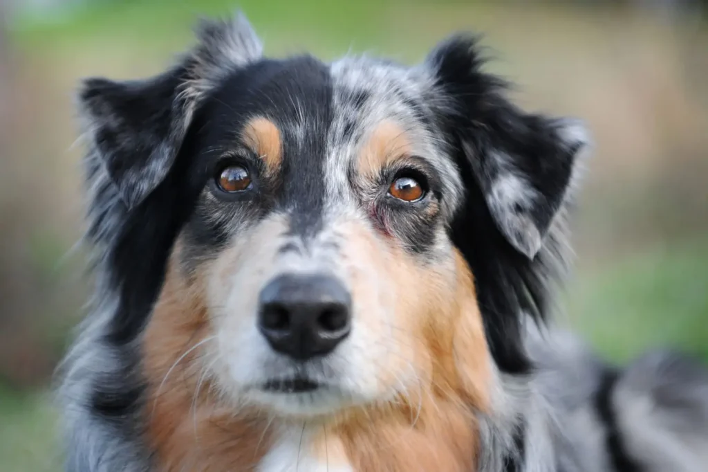 Enrichment That Works for Australian Shepherds